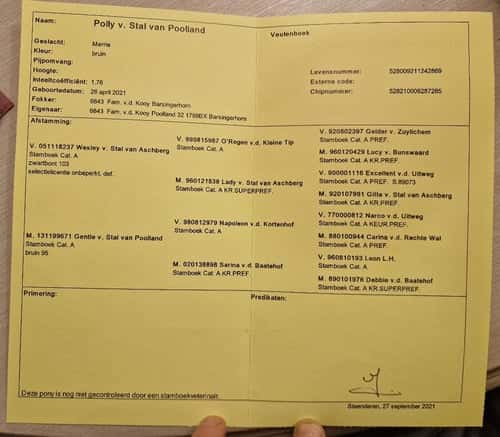 Bild av Super sött sto