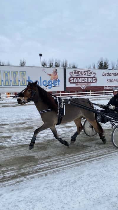 Inlägg 57 av Ponnytrav