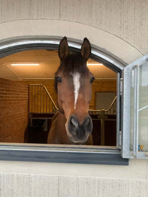 Bild av Lyxig hobbyhäst