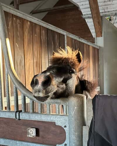 Inlägg 12 av Voltige