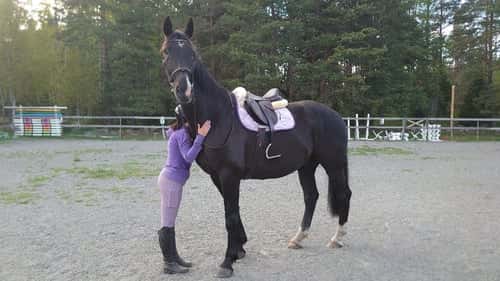 Bild av Stor valack med personlighet