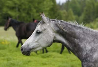 Inlägg 5 av Arabiskt Fullblod med titeln Bete