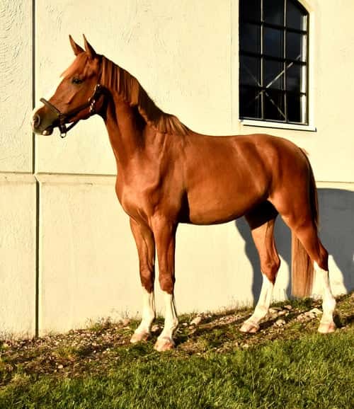 Bild av Ädel treåring