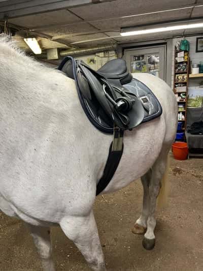 Inlägg 24 av Arabiskt Fullblod