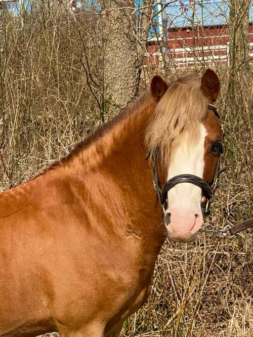 Bild av Underbar Welsh mountainhingst i avel 