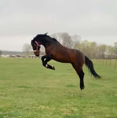 Inlägg 14 av Okänd Ras med titeln Bus i hagen!🤩