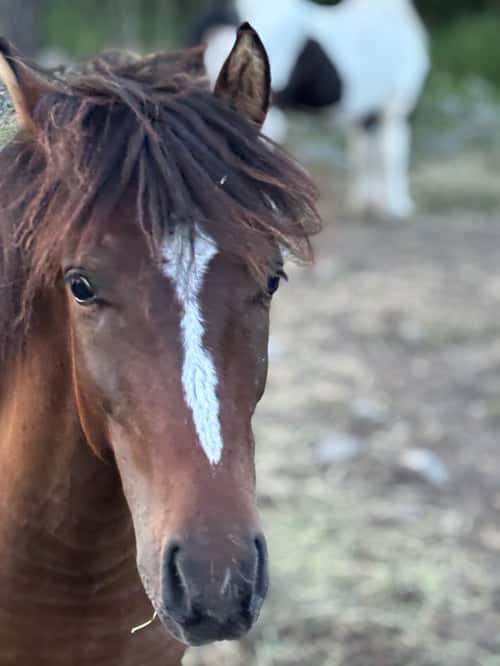 Bild av Ponnykille för framtiden