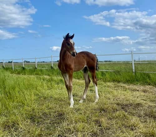 Bild av Underbart charmigt hingstföl född 2025