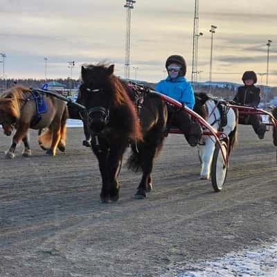 Inlägg 14 av Ponnytrav med titeln Lillan🫶🏼