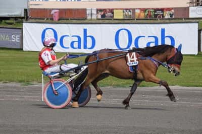 Post 21 of Gotland Pony with title Ponnytrav 