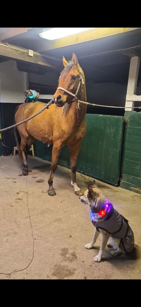 Bild av Panda - Arabiskt fullblod!