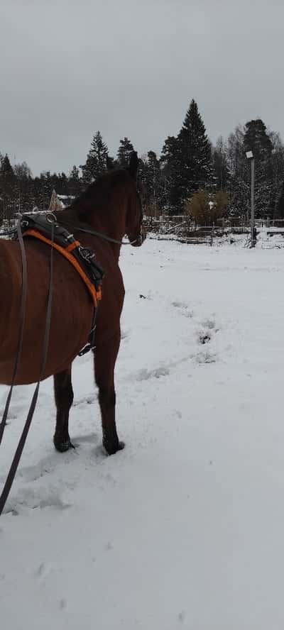 Inlägg 2 av Allround med titeln Tömkörning 