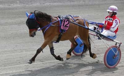 Post 15 of Gotland Pony with title Ponnytrav 