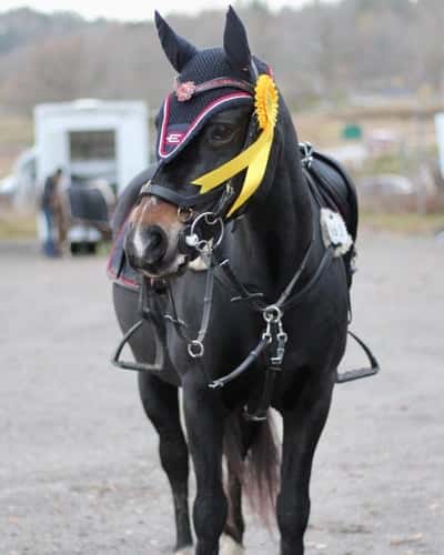 Post 342 of Show jumping with title Söndermarkenscamilla ❤️