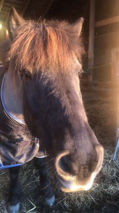 Gylpt från silverkedjan