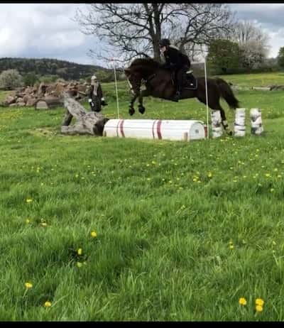Inlägg 38 av Fälttävlan med titeln Urbino på sugercup