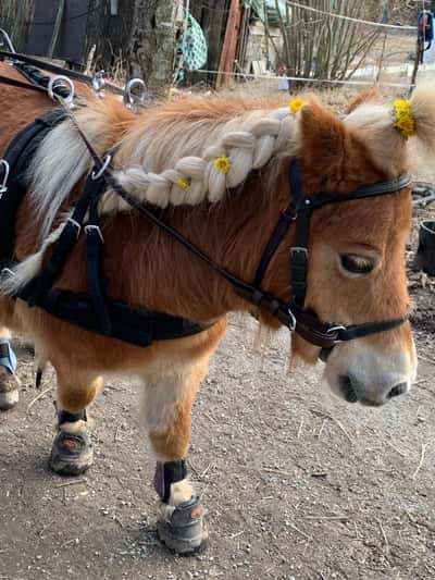 Inlägg 18 av Allround med titeln Ute med vagnen i vårsolen! 