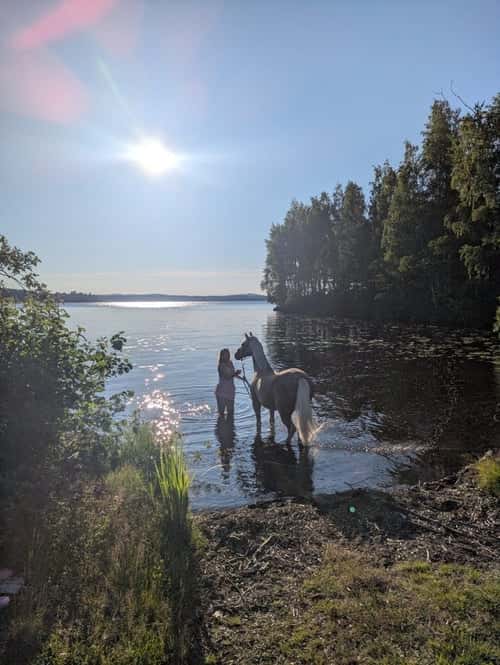 Bild av Läromästare söker sin nya bästa vän