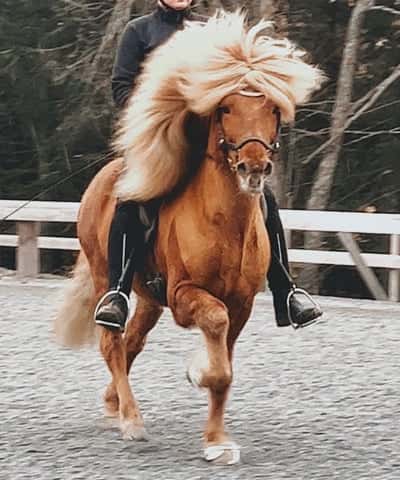 Inlägg 1 av Island med titeln Høst trening🍂🤍