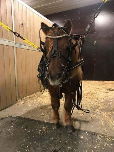 Inlägg 9 av Ponnytrav med titeln När jack vann på Åby🌟❤️