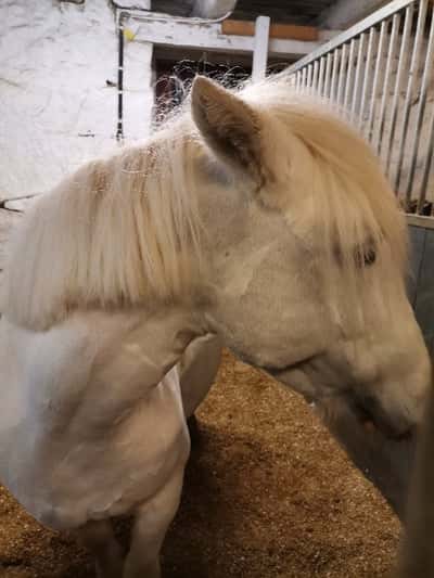 Inlägg 22 av Irish Cob med titeln Jag red Novah igår på ridskole avslutning, barbacka med sadel