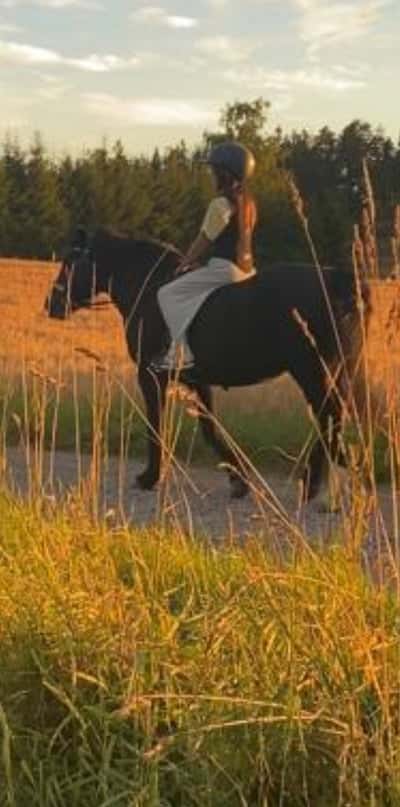 Inlägg 2 av Dartmooreponny med titeln Det här var i somras 