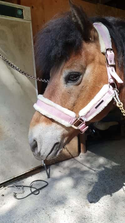 Inlägg 34 av Ponnytrav