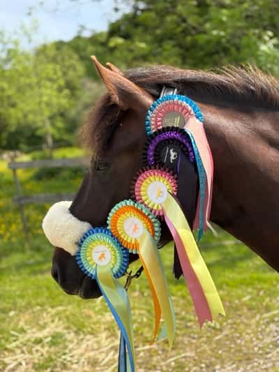 Inlägg 11 av New Forest med titeln 💫