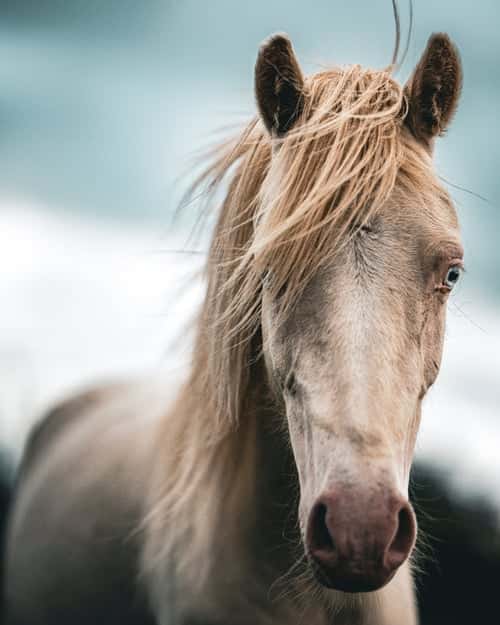Bild av Framtidsponny med ovanligt färganlag