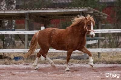 Inlägg 12 av Welsh Mountain med titeln Porträtt 
