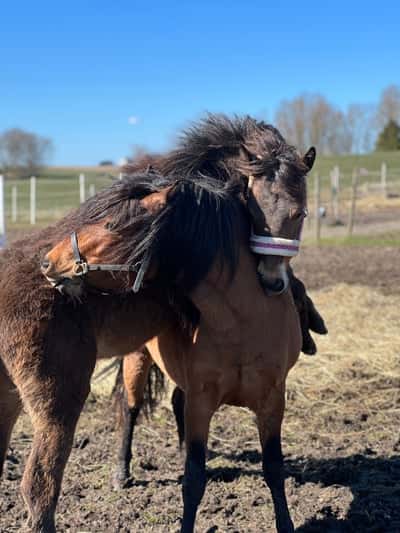Inlägg 22 av Ponnytrav med titeln Toro och Calle busar i hagen❤️