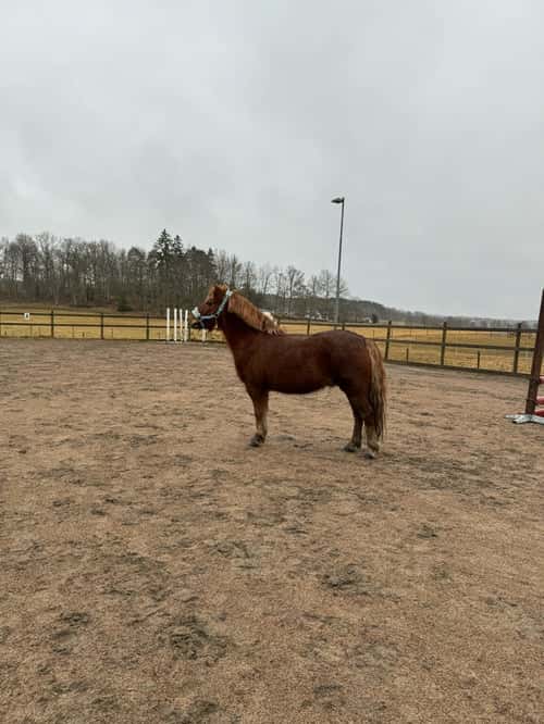 Bild av Världens finaste Rebus