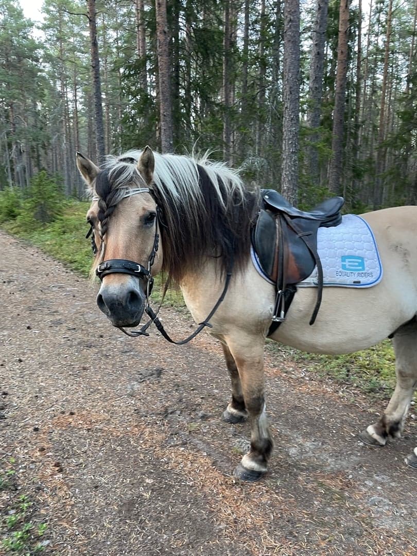 Bild 1 av Harams Riko