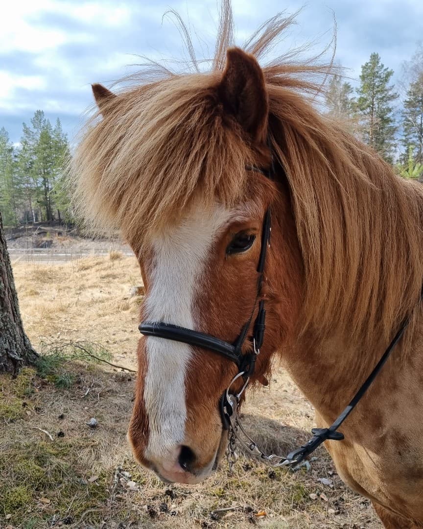 Bild 1 av Soldan Från Edebygård