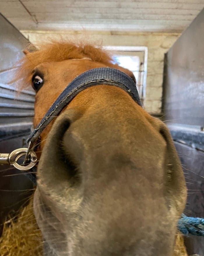 Media 1 av Rosa (Rut)