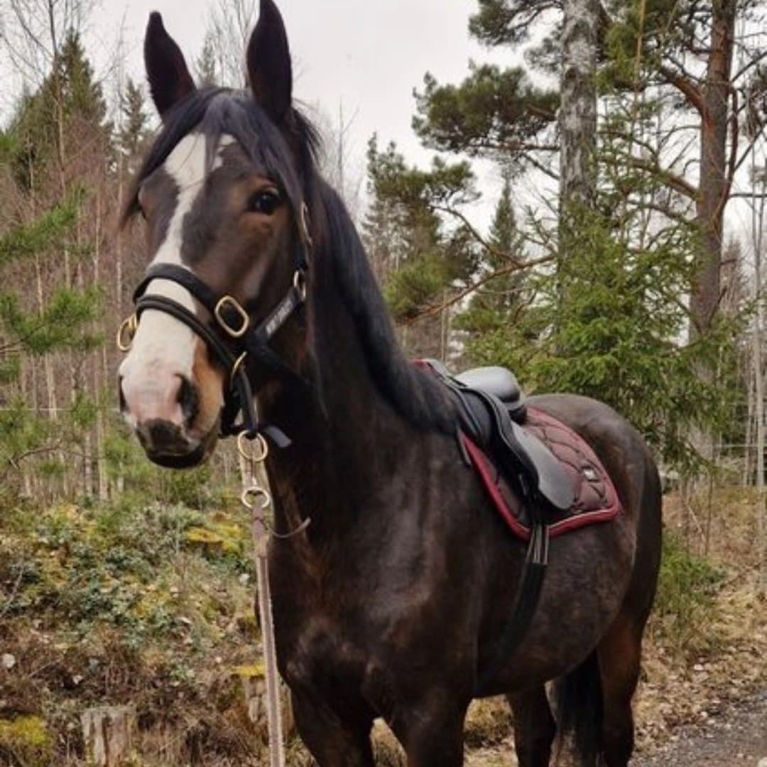 Bild 1 av Mazikeen
