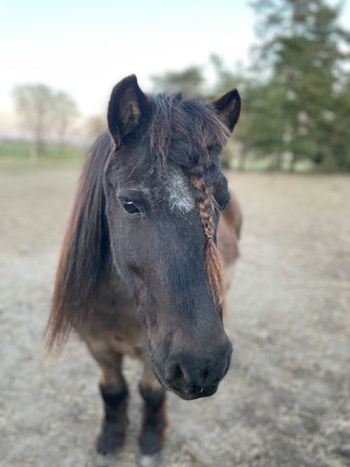 Media 1 of Gnistans Okkii