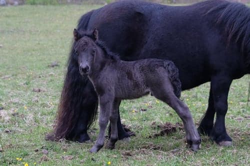 Bild av Pigg & trevlig unghingst till salu!