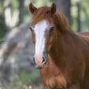 Profile picture of Marabou