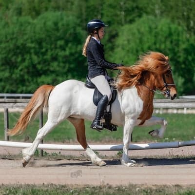 Díva frá Holtsmúla 1