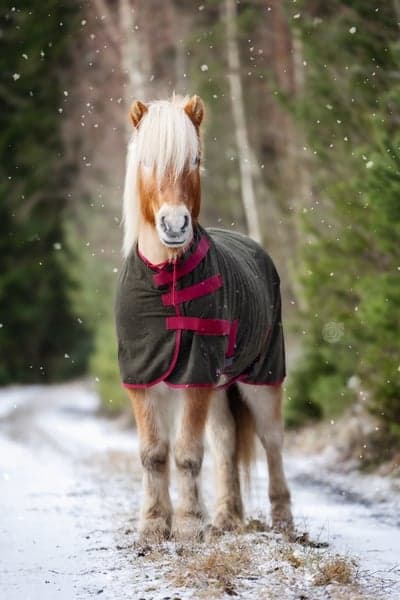 Inlägg 168 av Allround med titeln Kongur ❤️