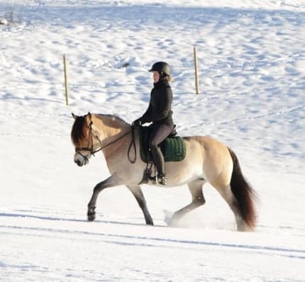 Bild 1 av Vilja