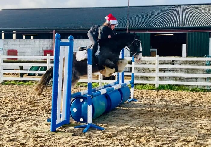 Media 10 av Charles – trygg, snäll och genuin valack!