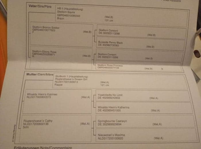 Media 3 av Dream pony - wonderful young Welsh mare, black