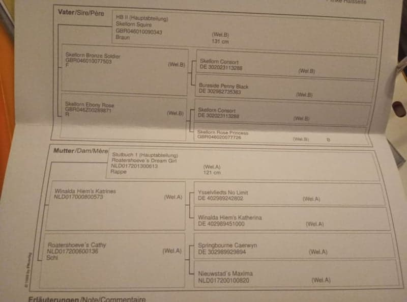 Bild 3 av Dream pony - wonderful young Welsh mare, black