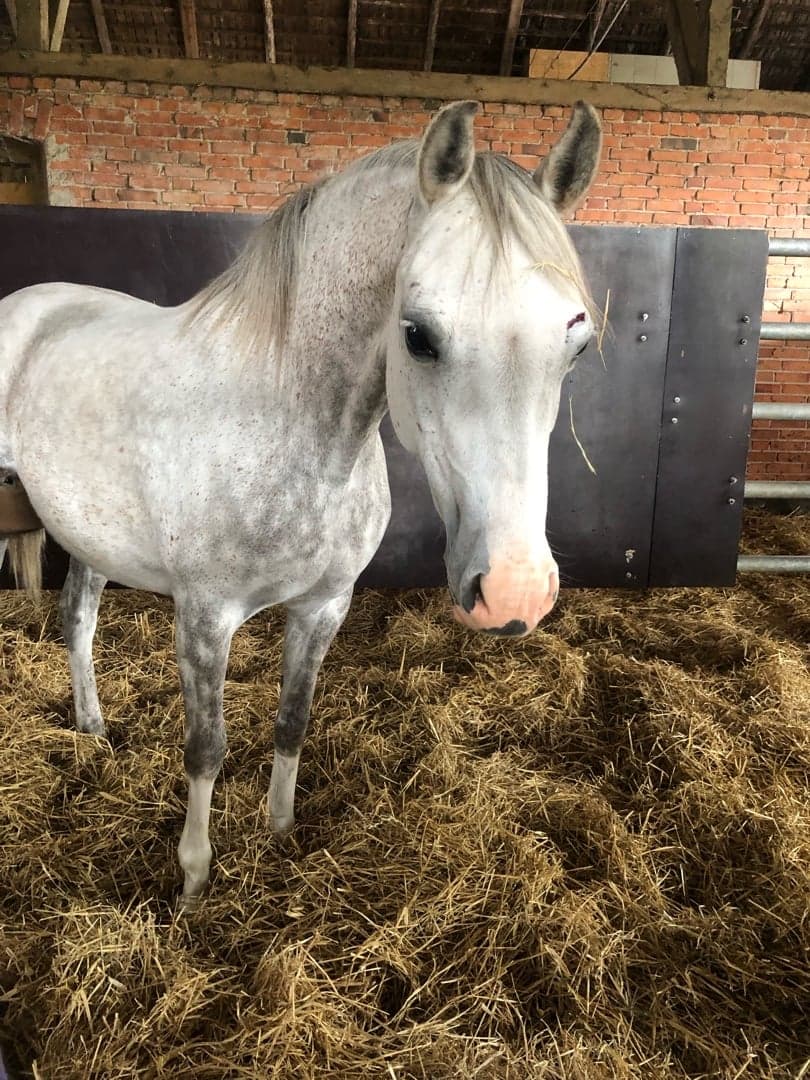 Image 1 of HOEKHORST J' ADORE