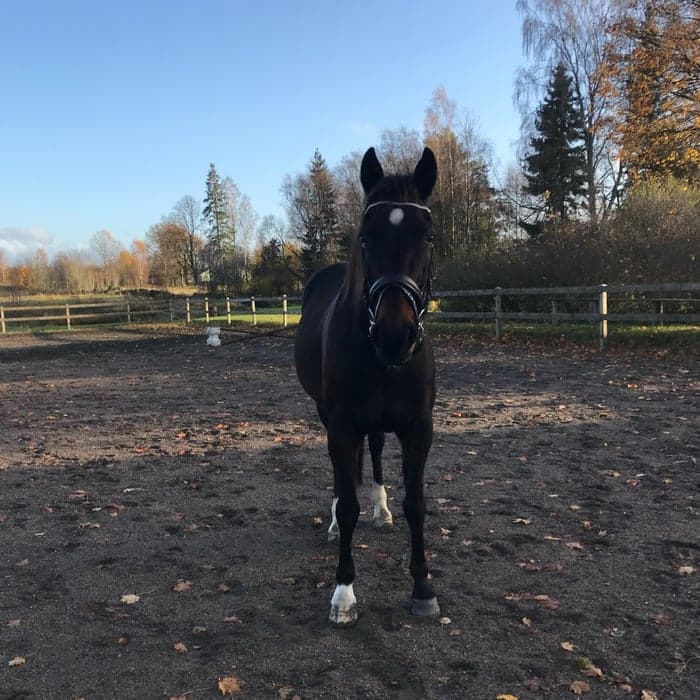 Media 1 av Romero Bob