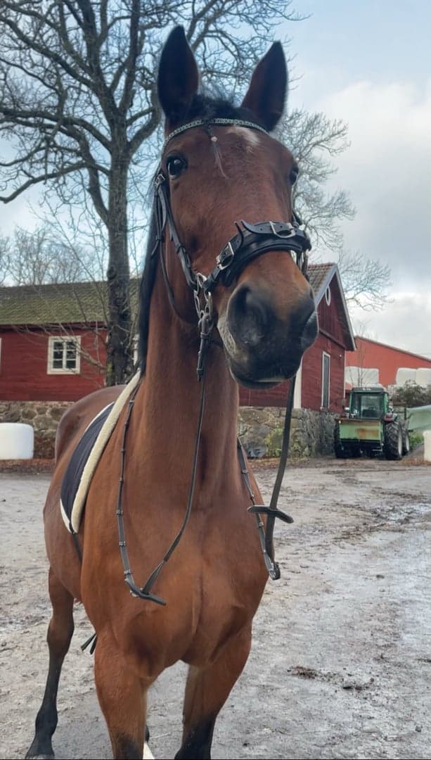 Bild 2 av Portemonnaie (Penny)