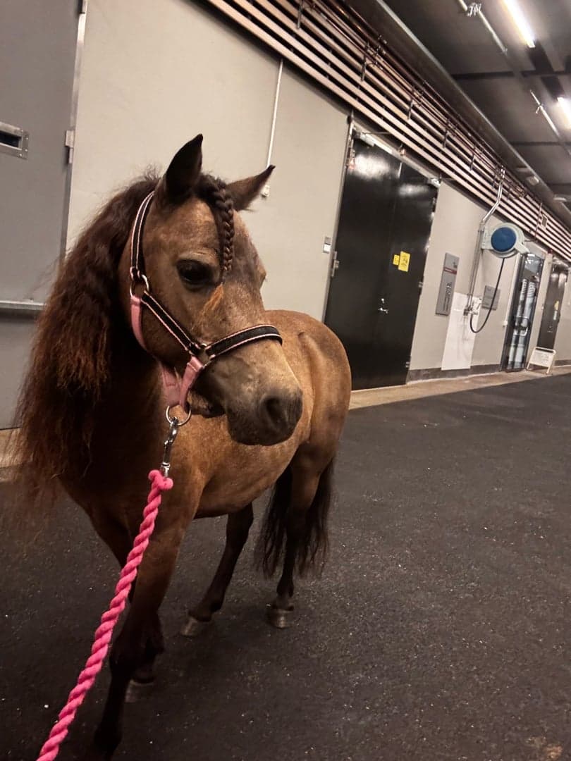 Bild 1 av Marielund Commander Really a Dream