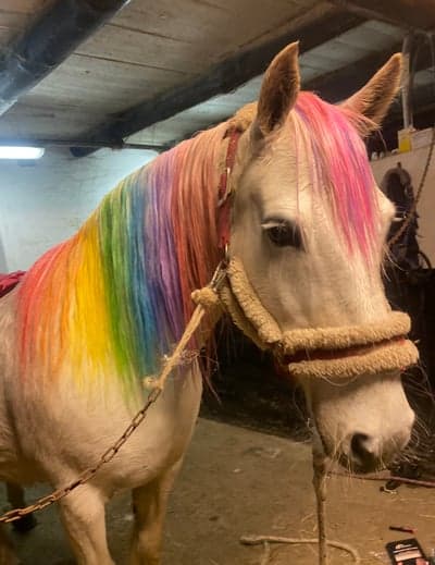 Inlägg 6 av Irländsk ridponny med titeln Villken ”My little pony”